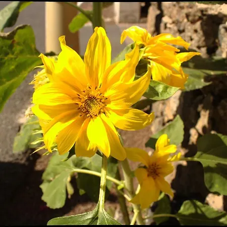 Capellania Коральео